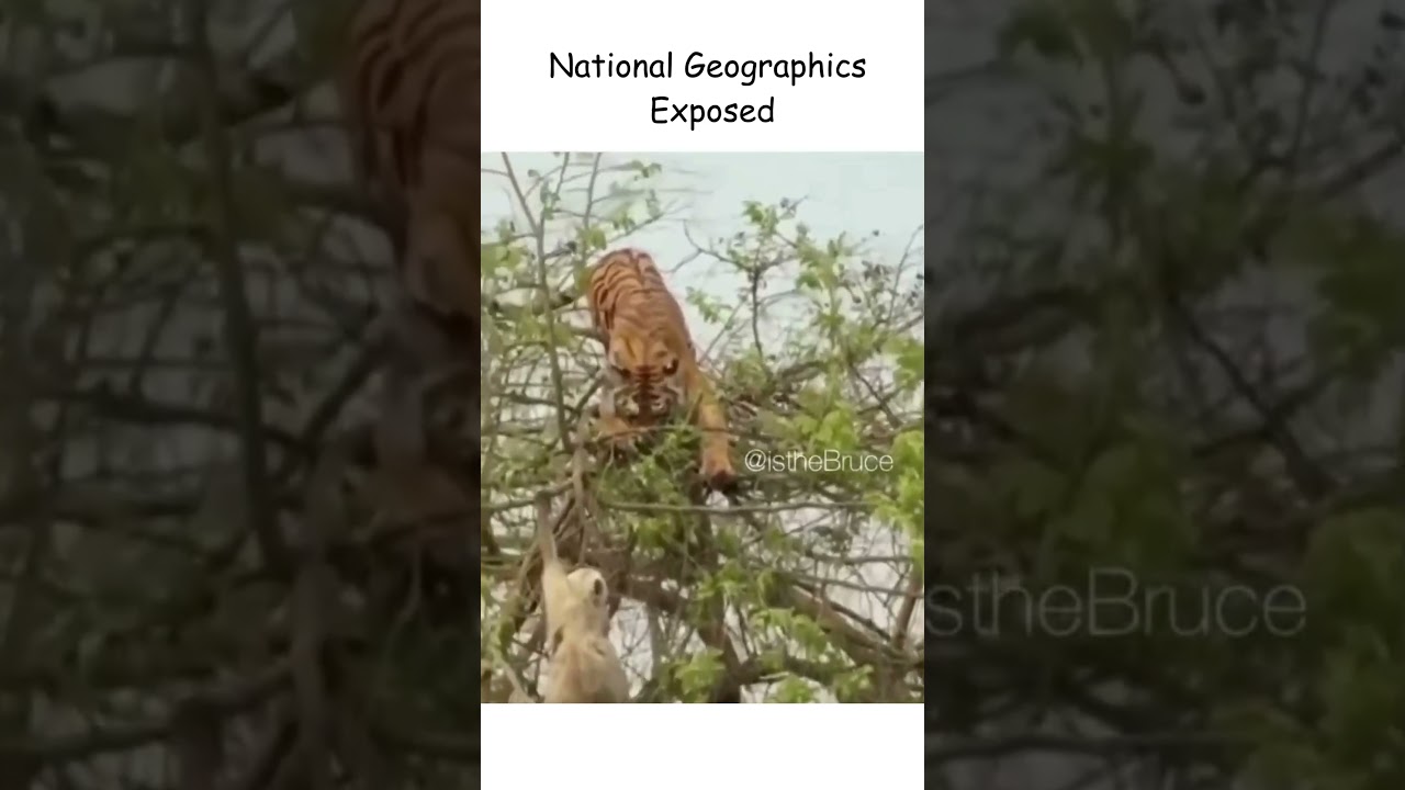 "Wild Fights: Tiger vs Monkey 😂 | Nat Geo Exposed!"