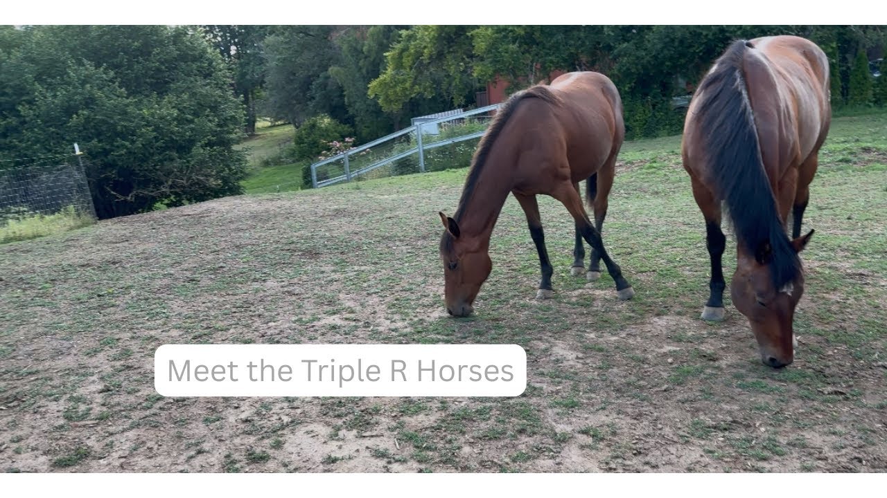 Meet the Triple R Horses!!!