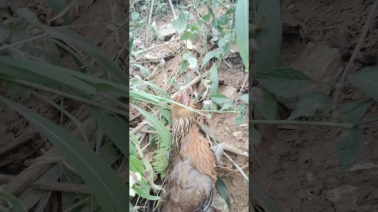 Trap for wild chicken #trap #wildchicken #pheasant #shorts