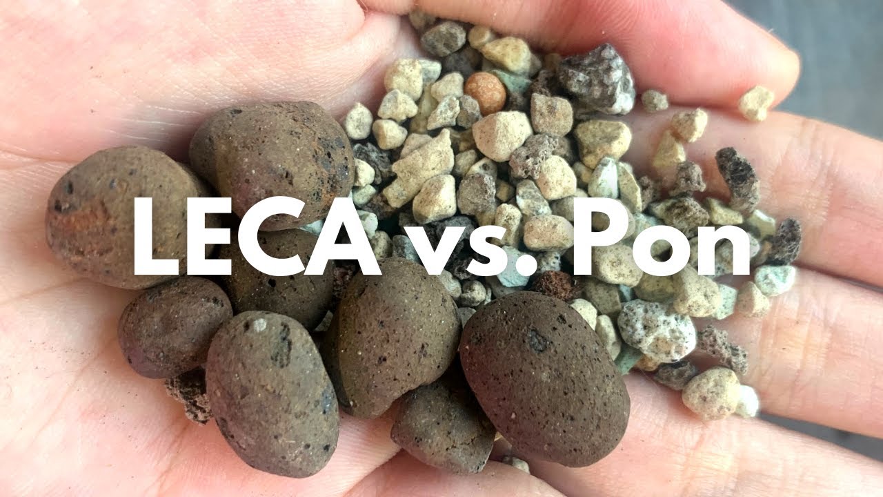 LECA vs. Lechuza Pon: Maintenance, Growth Rate, Price, and more!