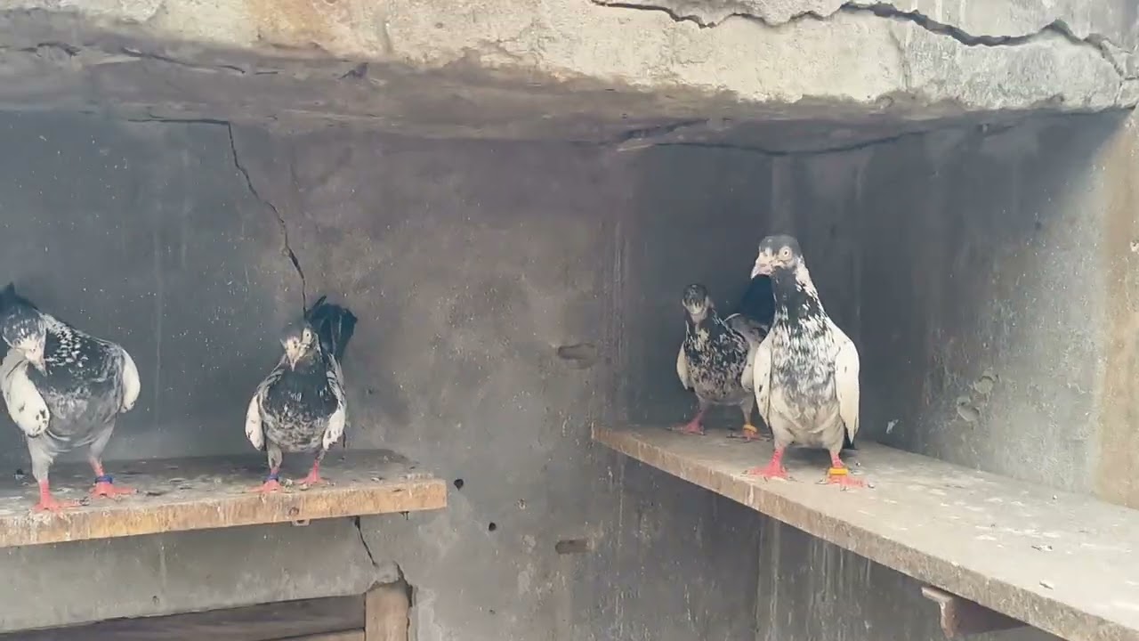 SAMBHAL BIG SIZE KALDUMA HIGH FLYER BREEDING PAIR FOR SALE 10/3/2026