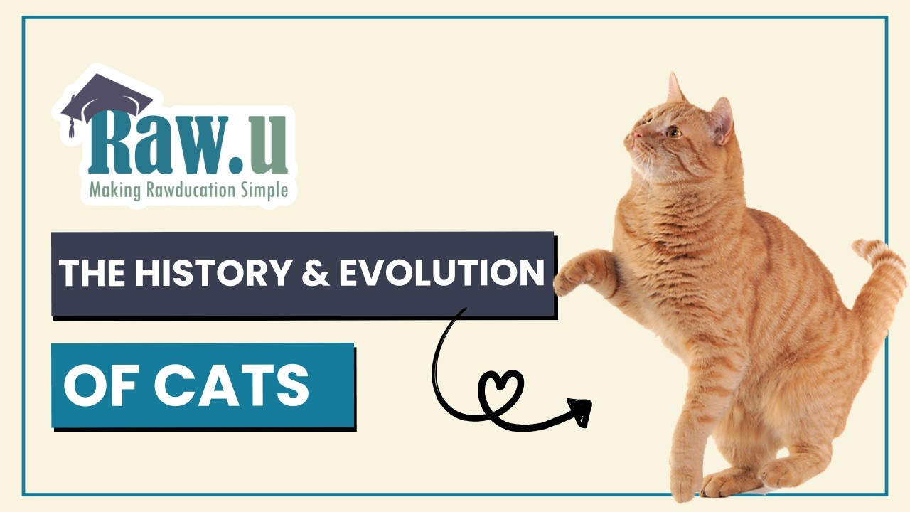 The History and Evolution of Cats