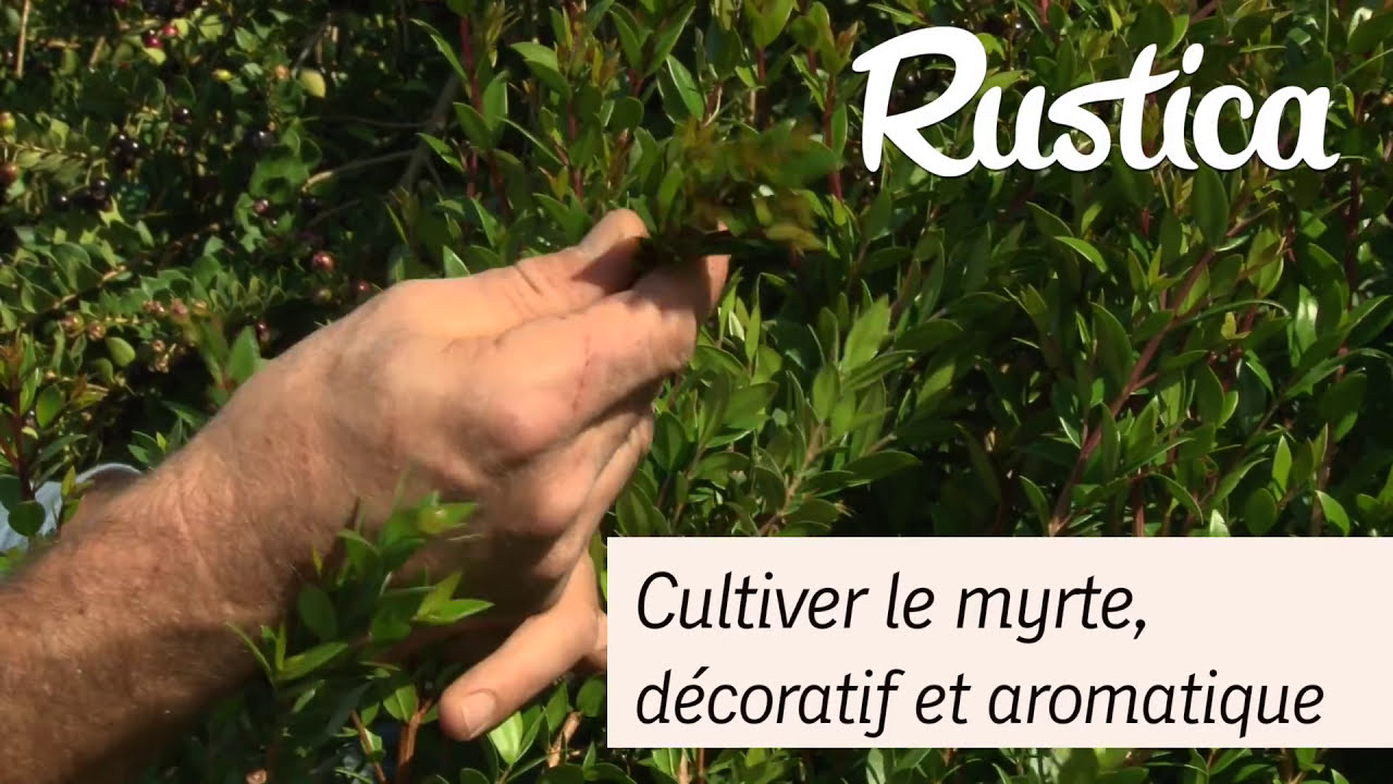 La culture du myrte du Chili