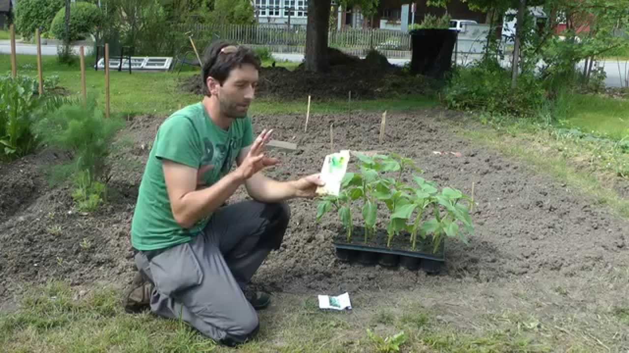 Milpa system - Grow The Three Sisters extended method / Adding 3 more sisters to this method