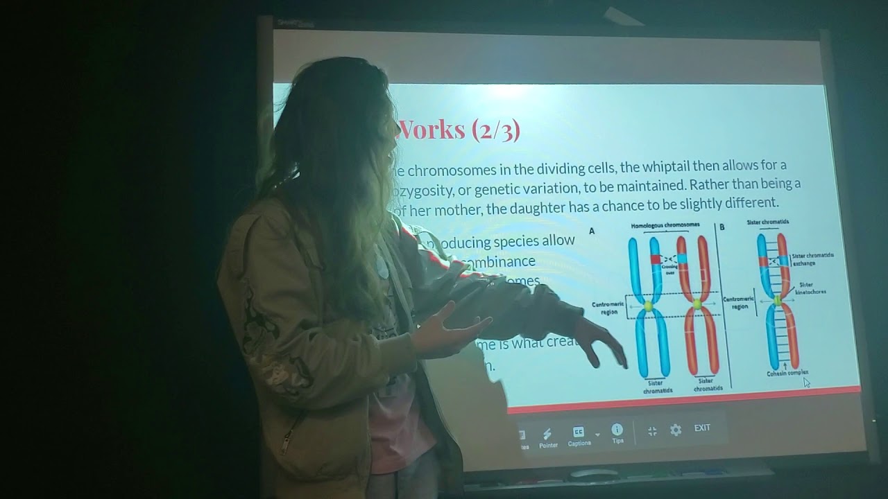Biology of the Lesbian Lizard