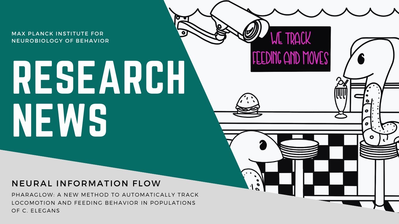 Big scientist is watching you: PharaGlow tracks locomotion & feeding behavior in C. elegans