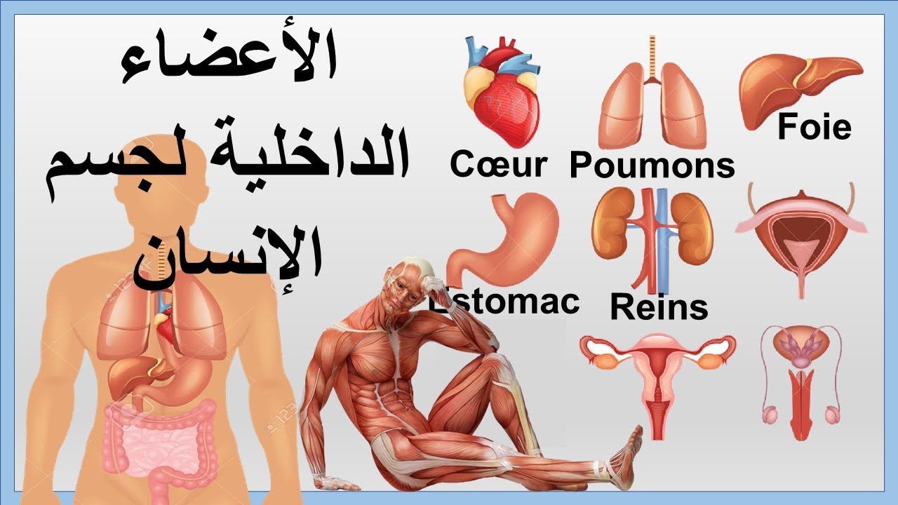 Les organes internes du corps humain ❤ الأعضاء الداخلية لجسم الإنسان