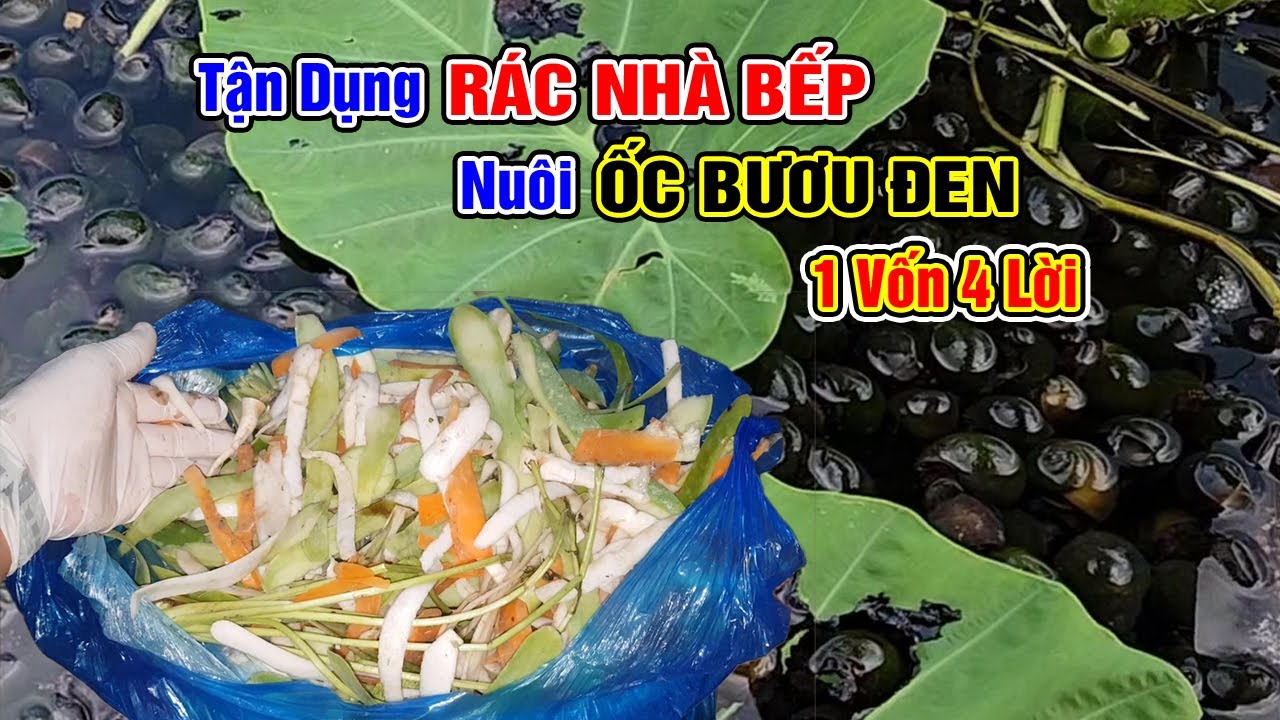 Tận dụng rác nhà bếp nuôi ốc nhồi một vốn bốn lời