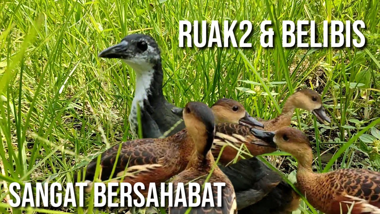 Burung belibis dan ruak ruak sahabat terindah. @Bayhaqi Petualang