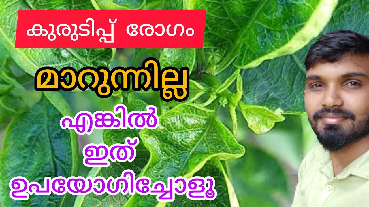 കുരുടിപ്പ്‌ രോഗം മാറാൻ 3 മാർഗങ്ങൾ |ഇതിൽ ഏതെകിലും 1 ഉപയോഗിച്ചാൽ മതി 😲|Kurudipp Rogam In Chilly Plant
