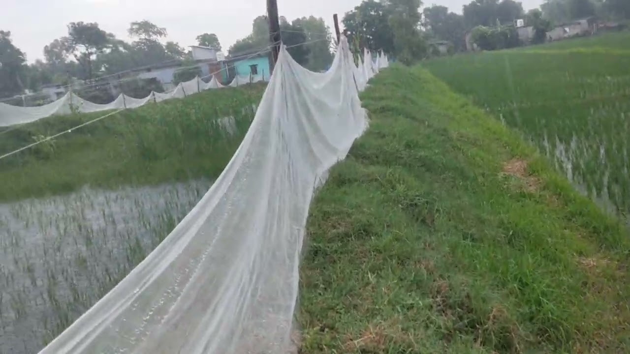 साथियो आज मछली🐠 को पूरे 2 महीने हो चुके हैं पूरा वीडियो जरूर dekhe💯🐠🐠🐠🐠🐠