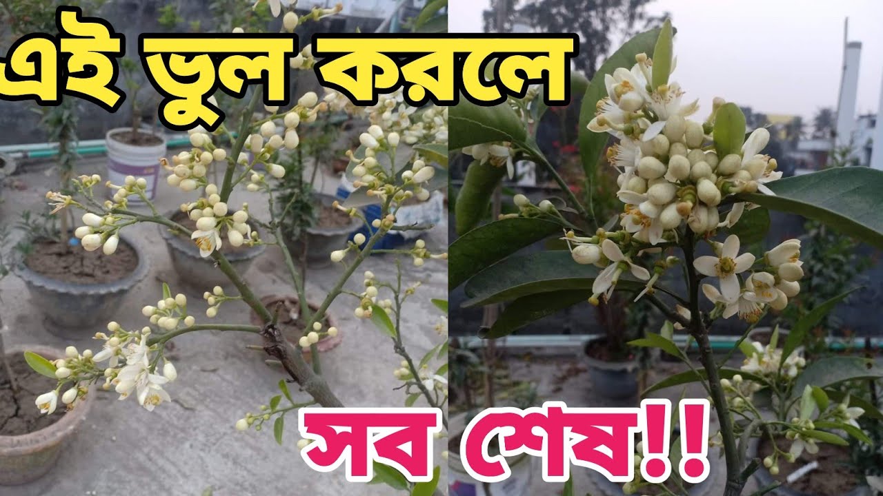 ফুল আসা লেবু গাছে এই পরিচর্যা করুন ফল ধরবে মনের মত। একটি ভুলে সব লেবু ঝরে পড়তে পারে!
