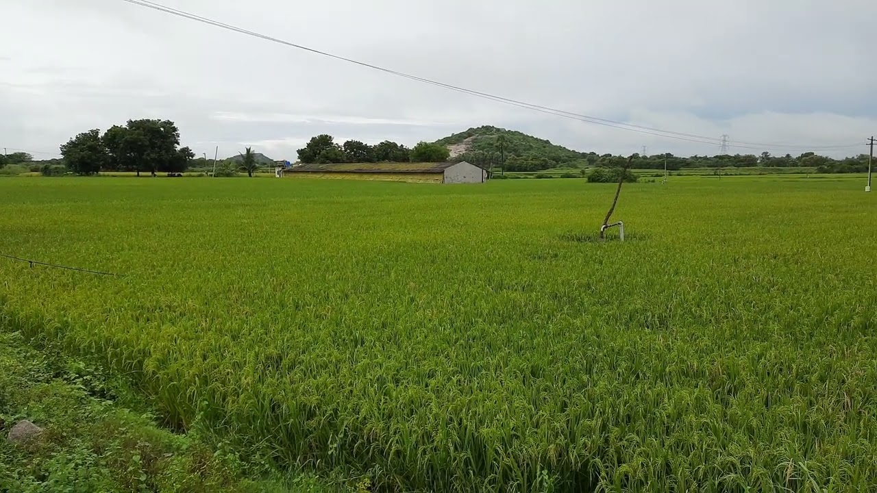 paddy farming final stage tour | before harvesting tour