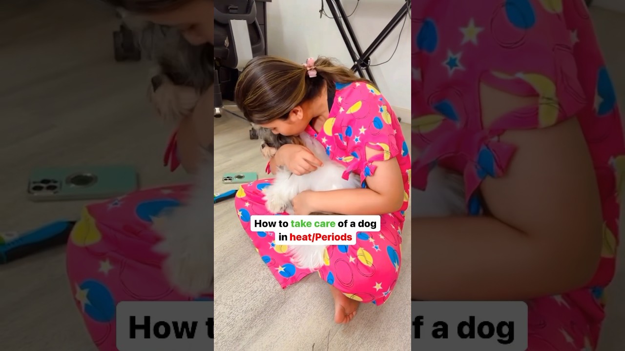 What to do When Your Dog is in Heat 