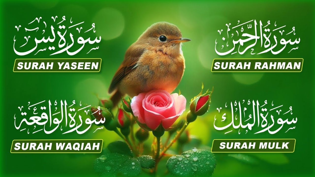 Surah Yasin | Surah Rahman | Surah Waqia | Surah Mulk | Full Quran HD | By Alaa Aqel 