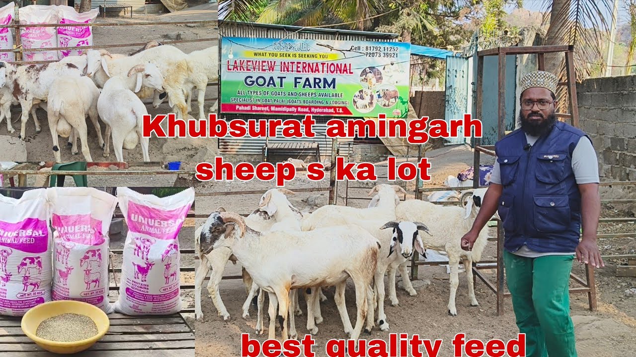 Full white Khubsurat aminagar sheep ka lot & best quality feed hai available in Hyderabad 