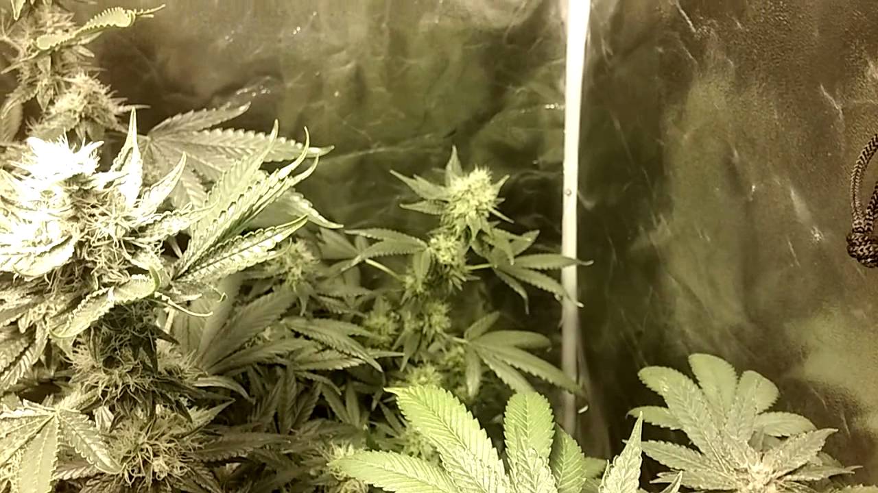 Indoor update Week 7 day 3 of flower. Pre98 GSC