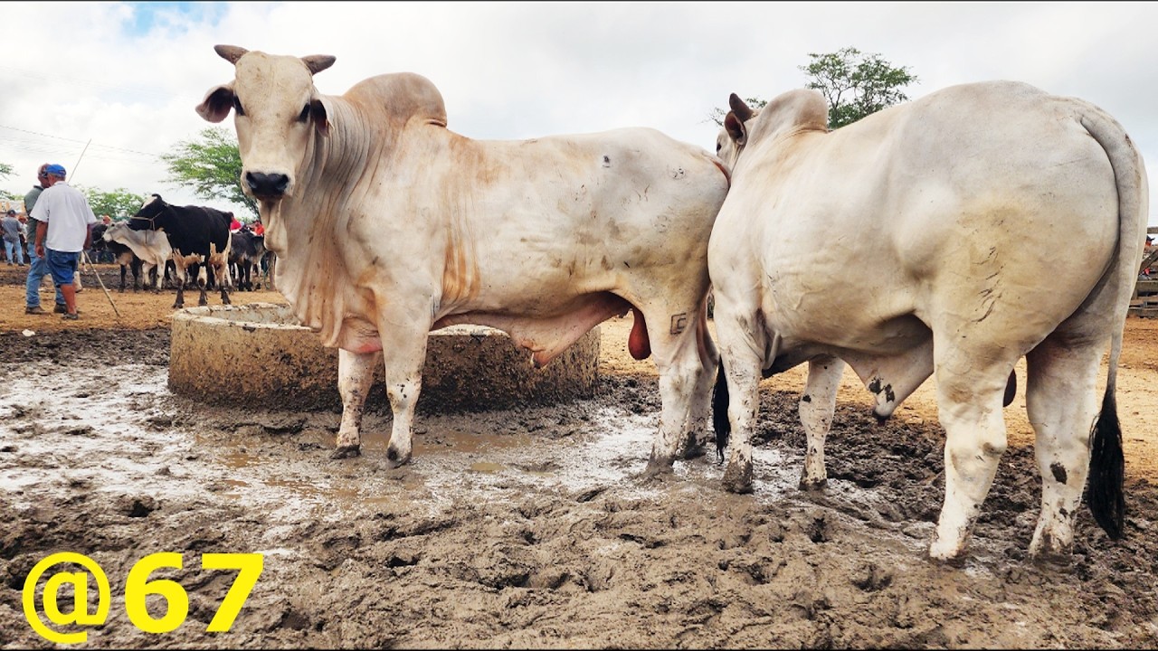 FEIRA DO GADO EM CACHOEIRINHA-PE  19-03-2026 #nordeste