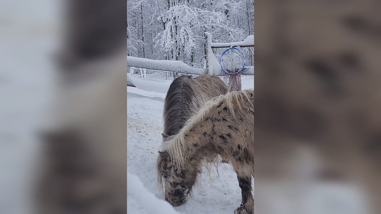 Quiet peaceful ponies in snowy winter