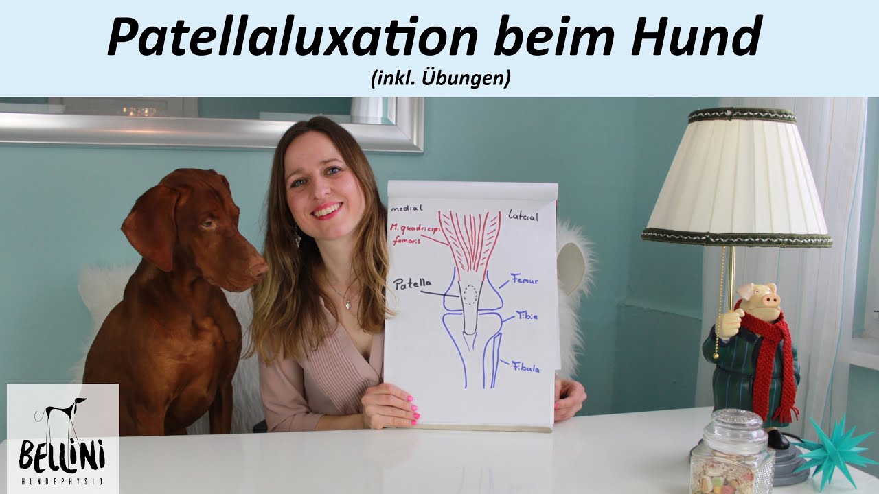 Bellini Hundephysio: Patellaluxation beim Hund (inkl. Übungen)