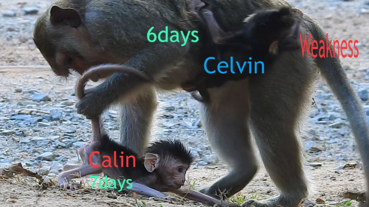 One Greats Calin 7days Learn Walk But Look At Celvin Abandon Exhausted Try Hug Mom Casi