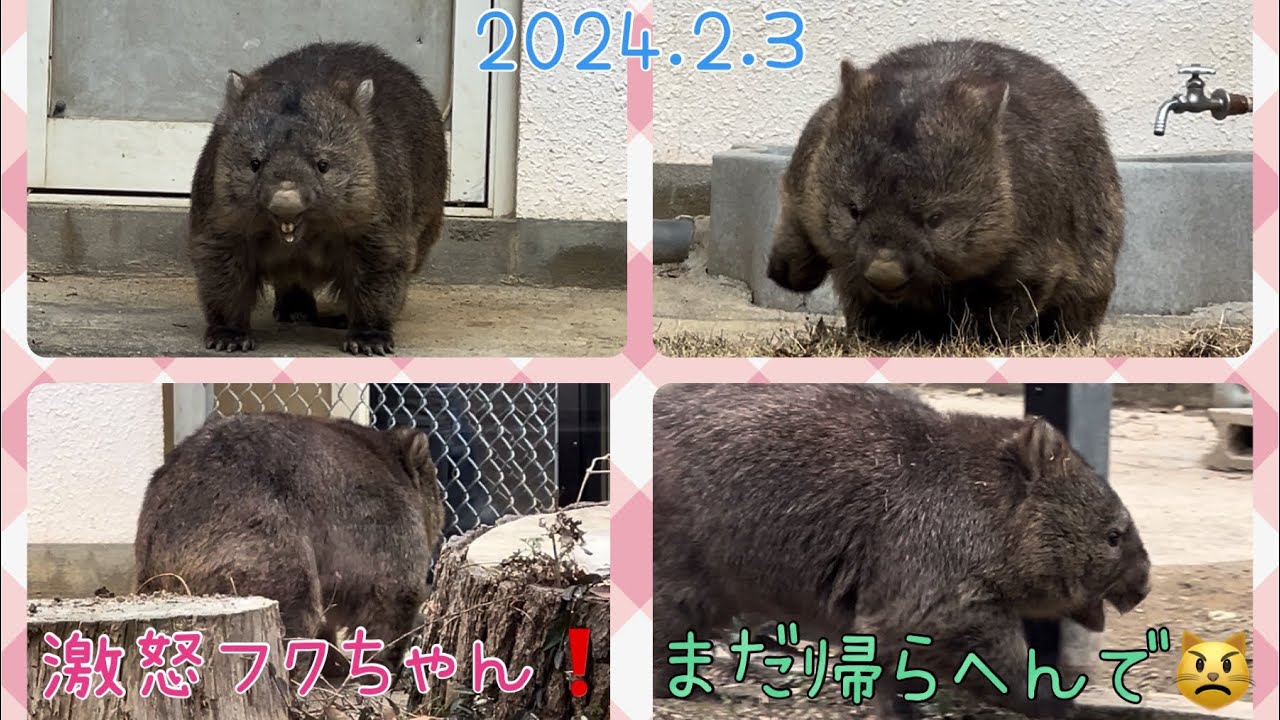 2024.2.3 久々のマル庭散歩が楽し過ぎて、まだ帰らないと怒るフクちゃん🤭(#五月山動物園 #ウォンバット #フクちゃん)