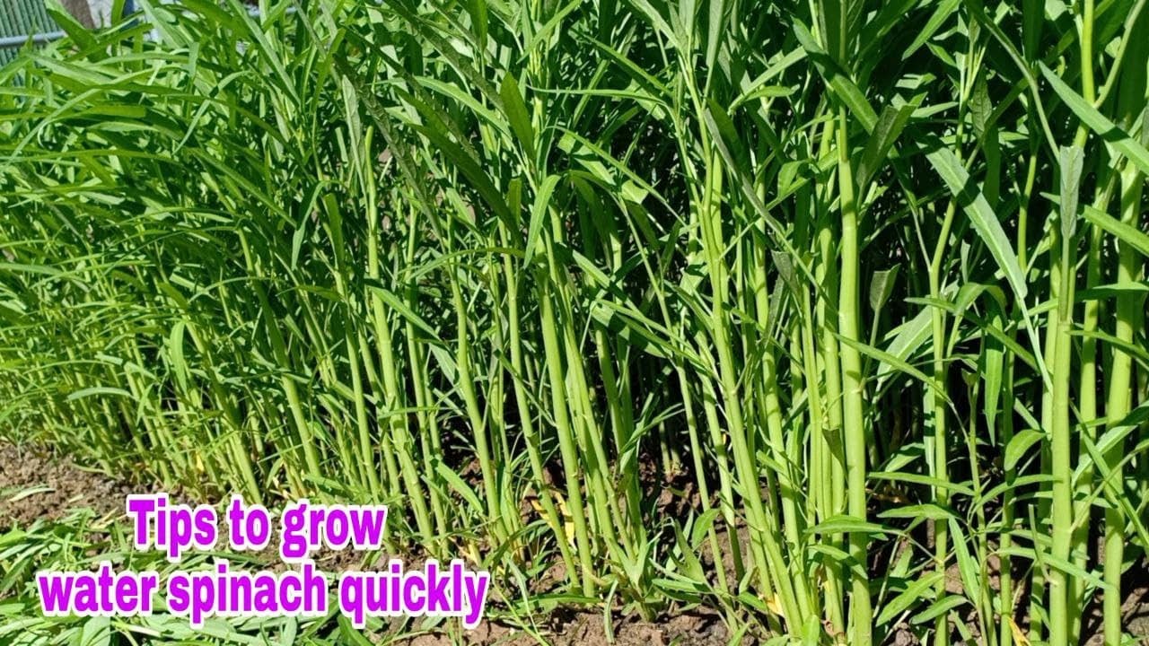 Tips to Grow Water Spinach Quickly / How to grow water spinach from seeds to harvest at home