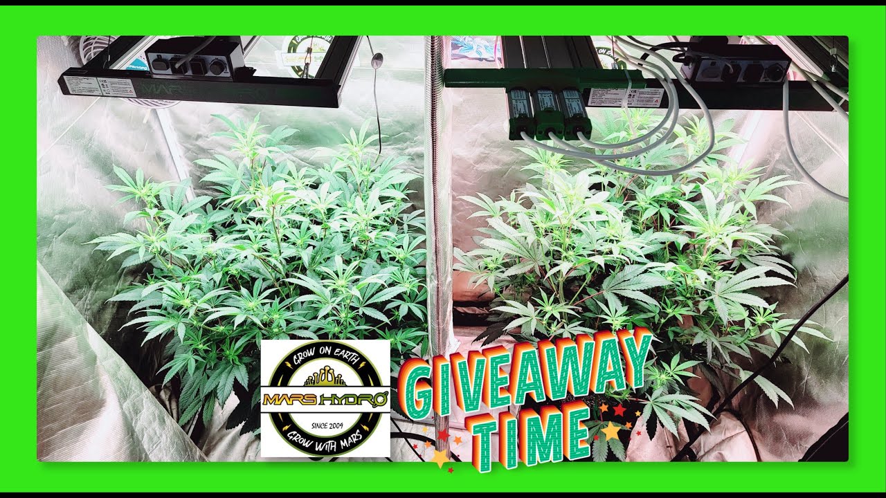 Mars Hydro FC-E1500 - Most Cost-effective 150W Light for 2.3X2.3 Grow Tent & 420 Giveaway