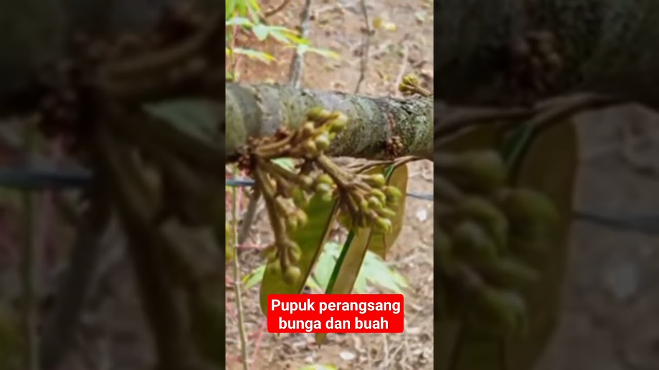 pupuk perangsang bunga dan buah Cek di channel ini #pupukcair #pupukorganik