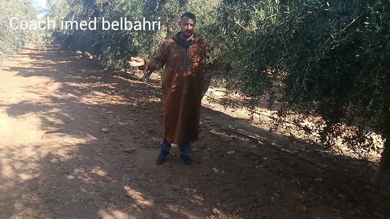أشغال العناية بشجرة الزيتون بعد الجني 