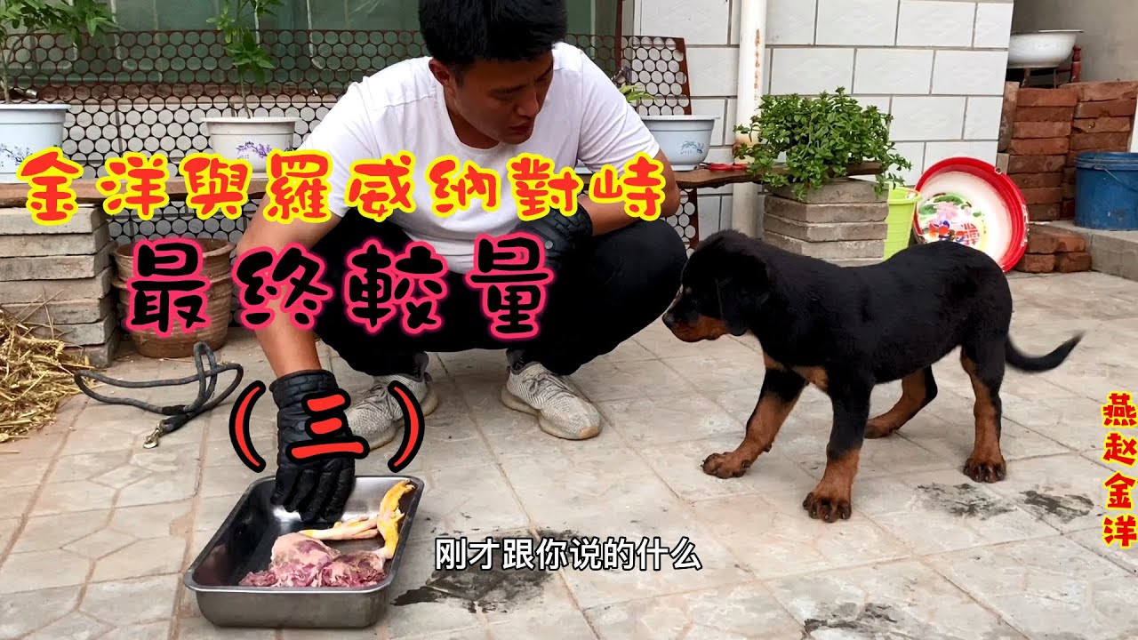 多次嘗試改正羅威納護食，終極較量之後初見成效（三）