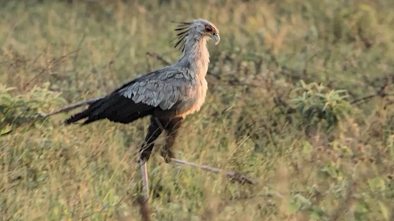 A Phinda Safari trip