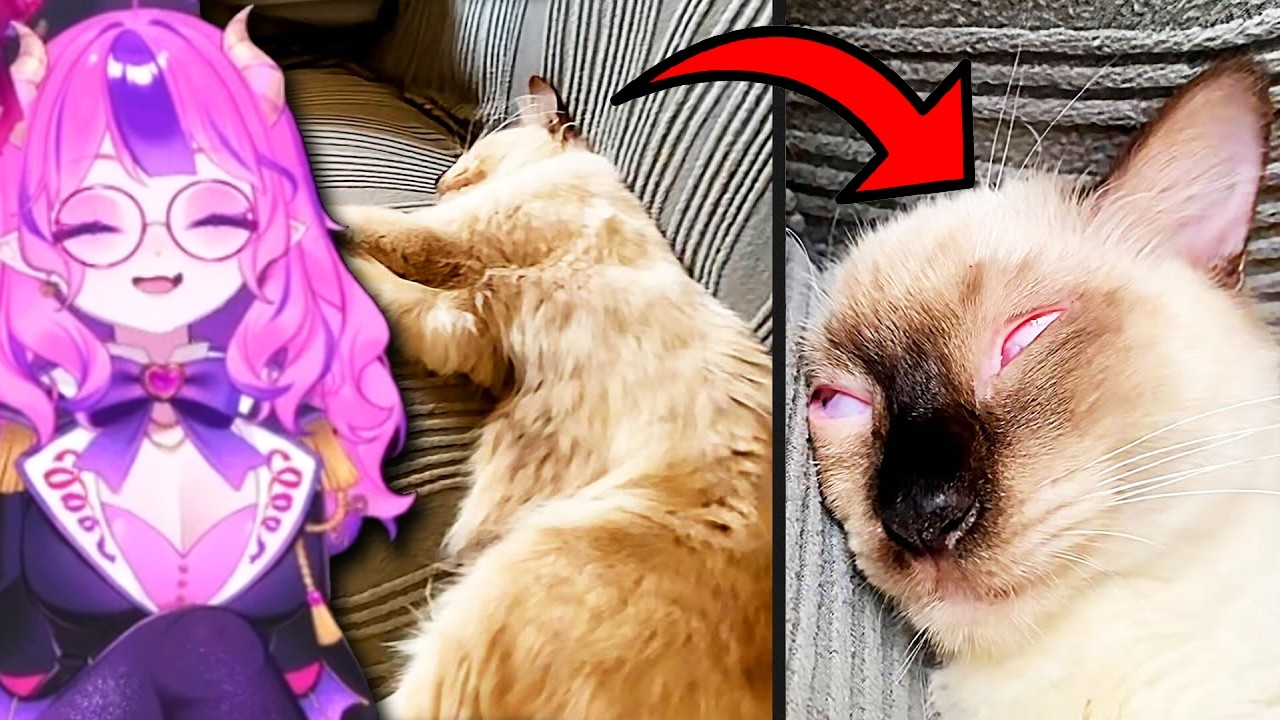 Реакция Ironmouse на ежедневную дозу Pets 2