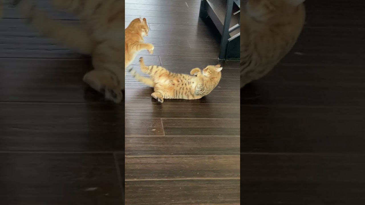 Two Cats Fight With Each Other - 1188136