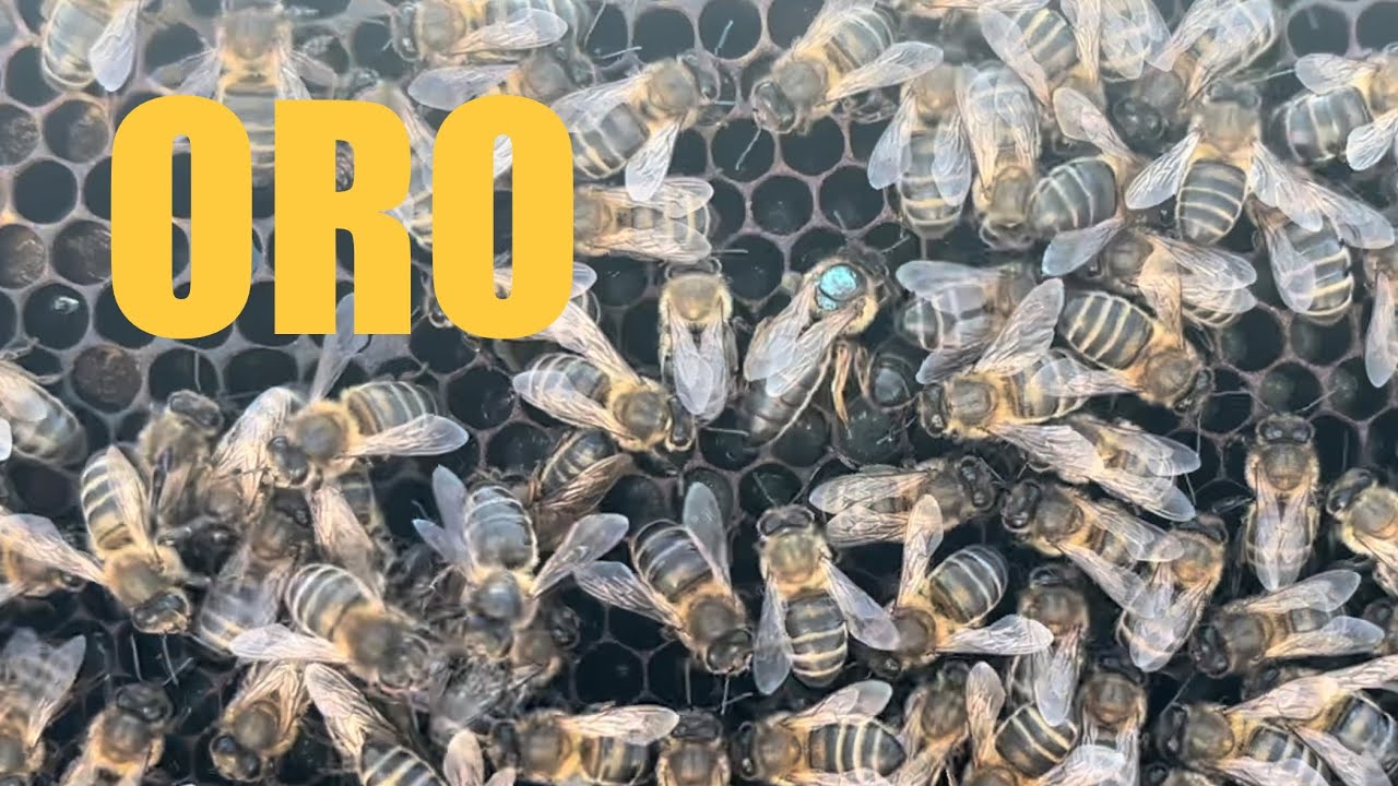 GENÉTICA ÚNICA 🐝 #oro #abejas #genetics #youtube #viralvideo #apicultura