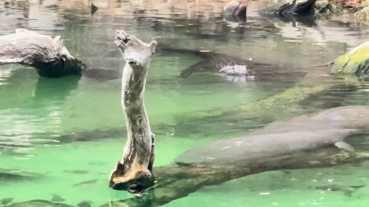 Hundreds of manatees in Florida 