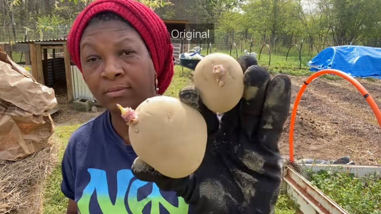 It’s Finally Time- YUKON GOLD POTATOES
