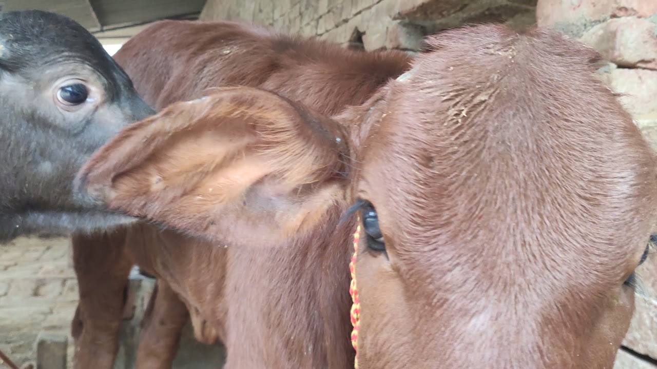 Sahiwal calf obtained from HF cow,,,🇮🇳🇮🇳