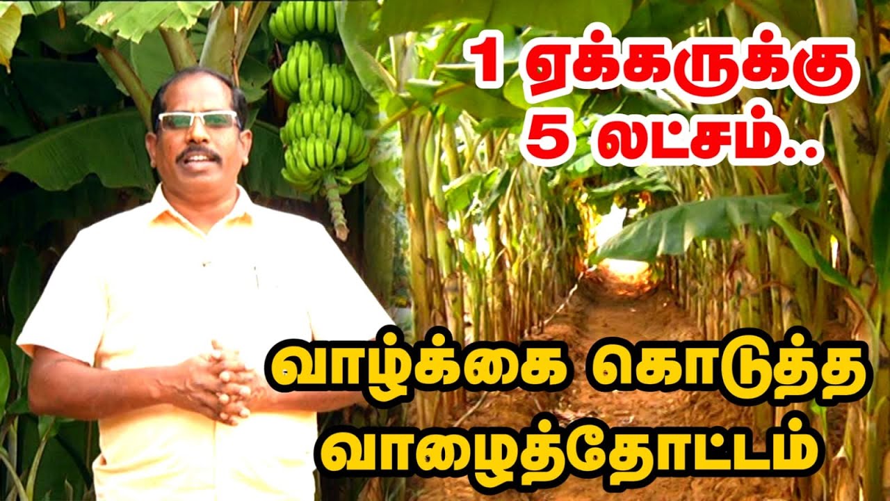 Banana Farming and Harvesting | 🔴அடர் நடவு முறையில் வாழை சாகுபடி.. அசத்தும் அரியலூர் விவசாயி..