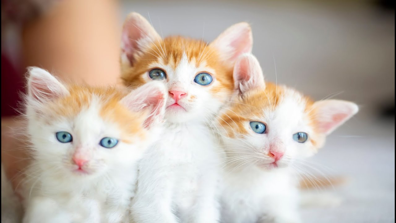 Kittens Having Fun on the Grass with Bunnies, Fawns, Piglets & Hedgehogs – Adorable Sounds!