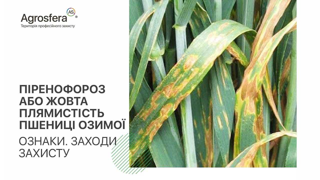 Піренофороз на пшениці жовта плямистість пшениці озимої. Заходи захисту | АГРОСФЕРА