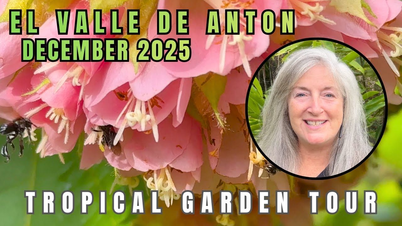 🌸 𝐓𝐫𝐨𝐩𝐢𝐜𝐚𝐥 𝐆𝐚𝐫𝐝𝐞𝐧 𝐓𝐨𝐮𝐫 - 𝐄𝐥 𝐕𝐚𝐥𝐥𝐞 𝐝𝐞 𝐀𝐧𝐭𝐨𝐧 𝐏𝐀𝐍𝐀𝐌𝐀