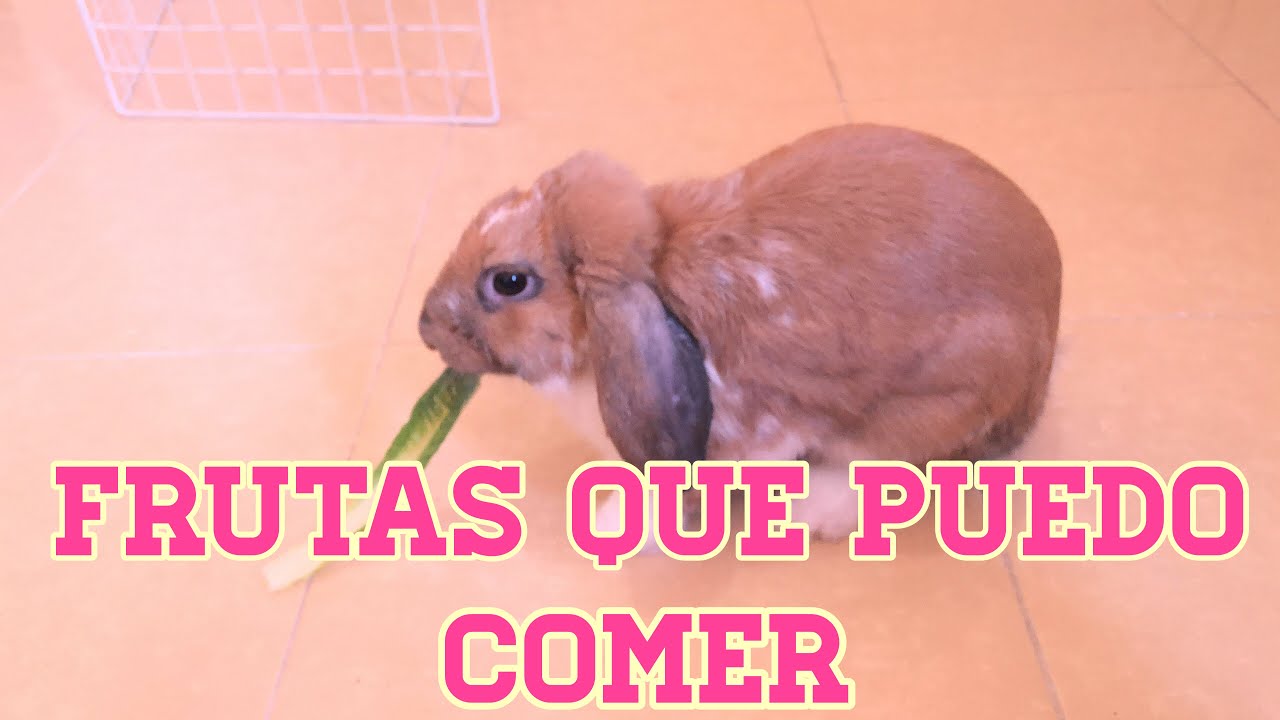 FRUTAS PARA CONEJOS