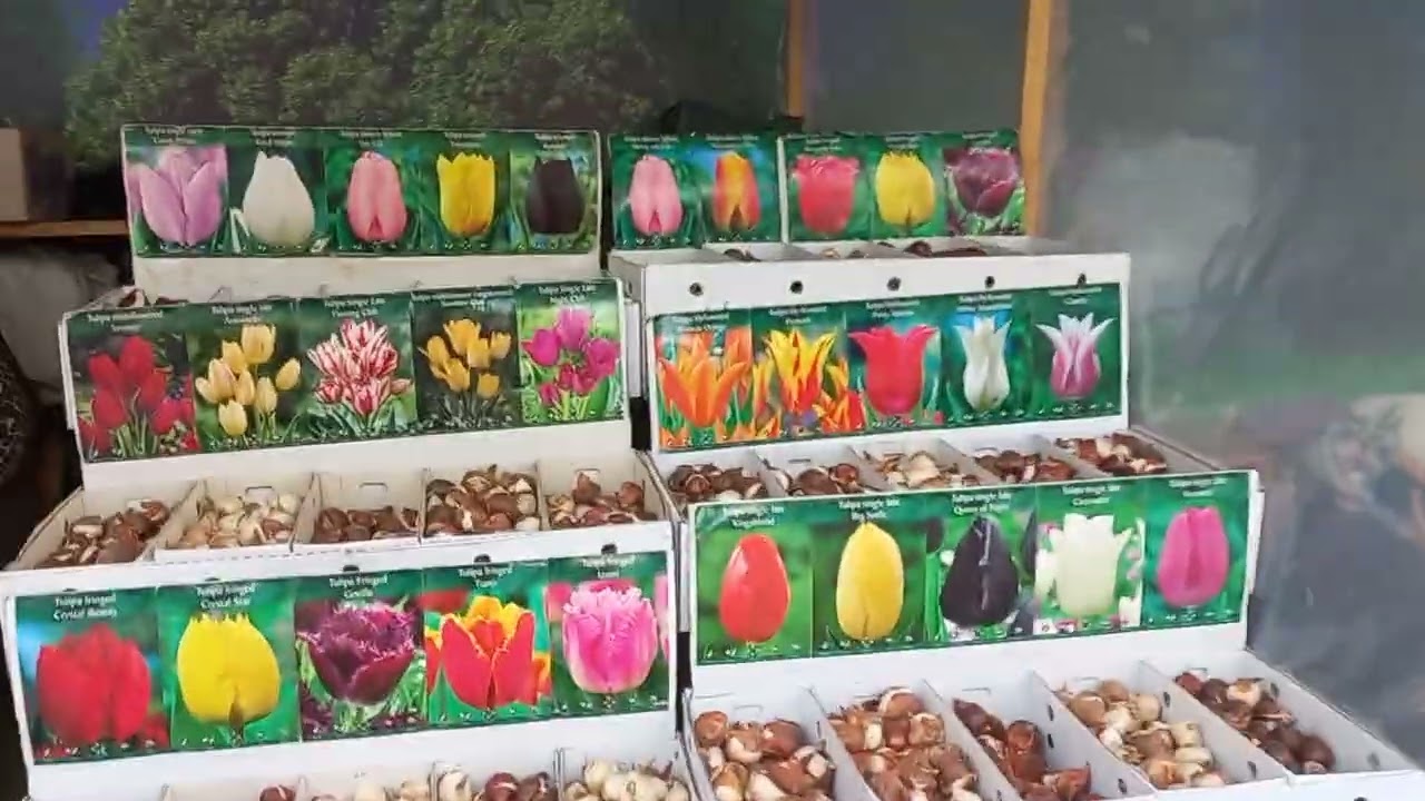 4 ФЕВРАЛЬ ЛИЛИЯ ВА НАРЦИС ГОЛЛАНД ПИЕЗЛАРИ🪷💮🌹🌸🌺💮🌹