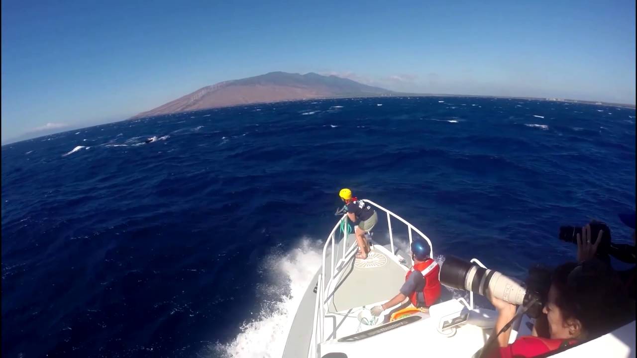 Your Earth Is Blue: Disentangling a Humpback Whale