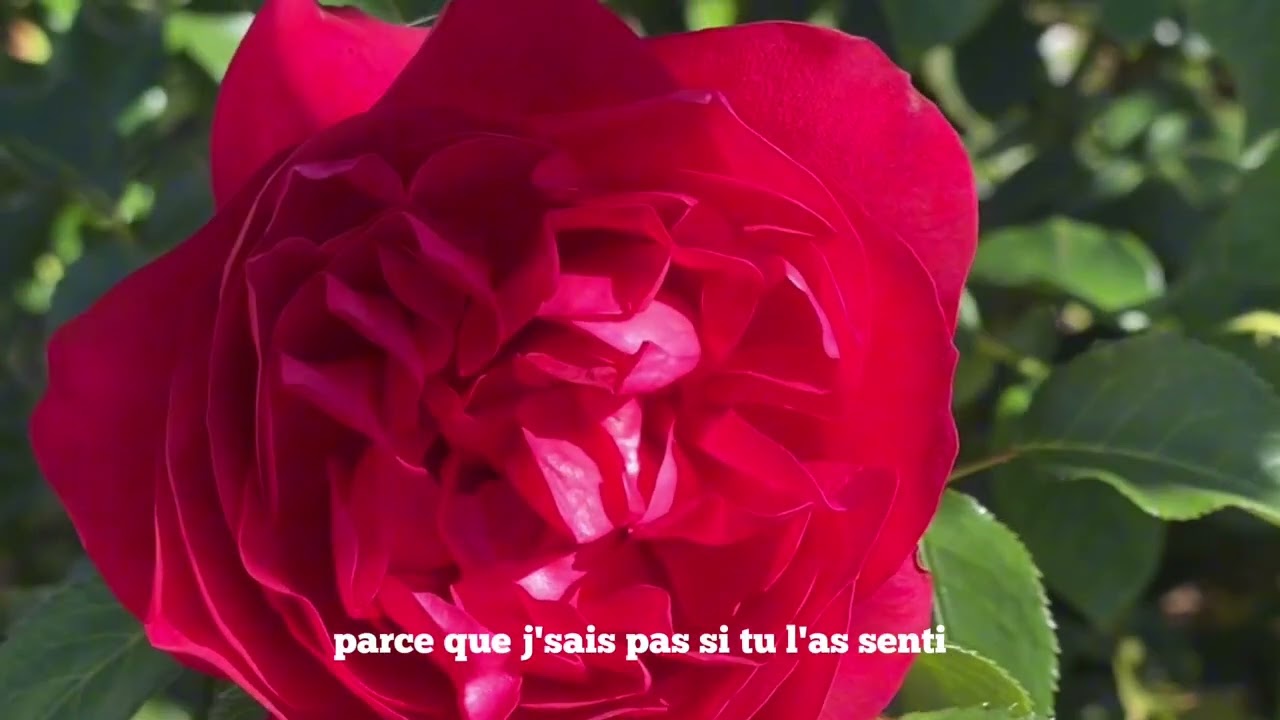Rosiers Georges Delbard
