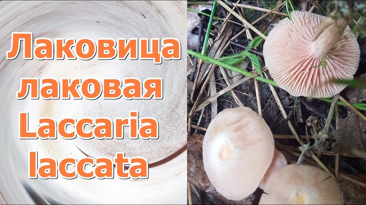 Лаковица лаковая Laccaria laccata Часть 1 Описание Токсичность Видео определитель