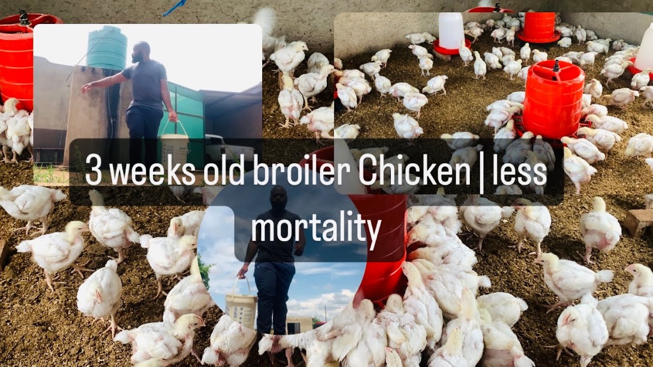 3 Weeks Broiler Chicken | Raising Big Broiler Chicken with Less Mortality |Chicken fighting for feed