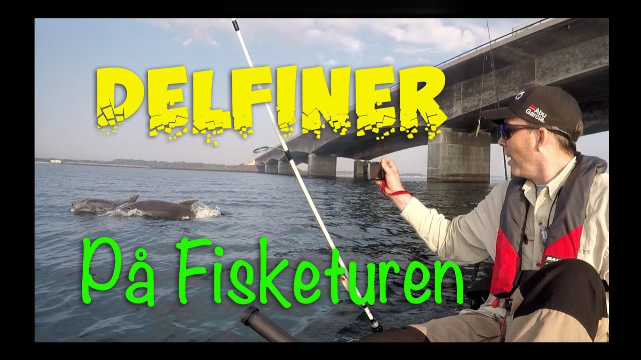 Med Fiskekajakkerne på Storebælt og mødet med Delfinerne