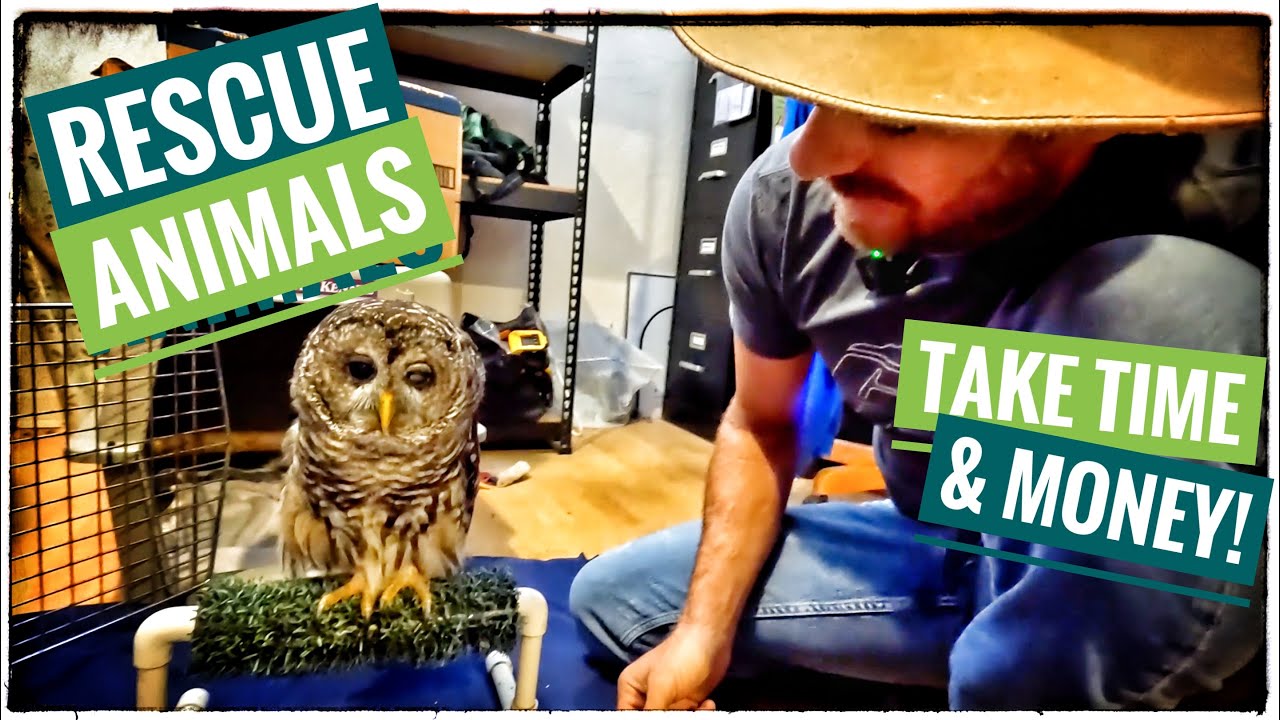 It's not Easy being an OWL!